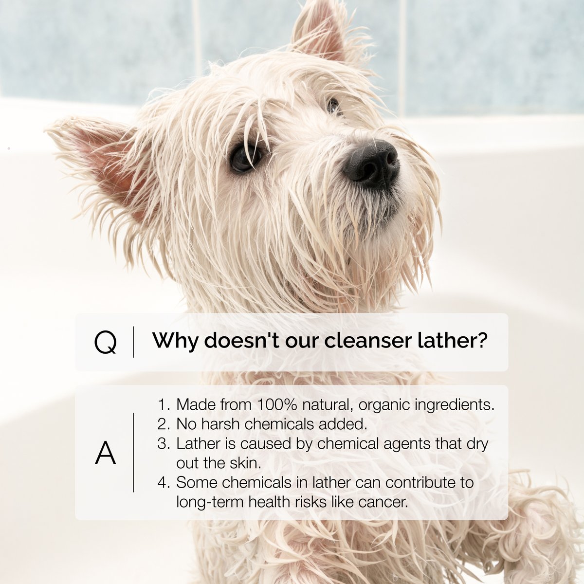 hoomanely's tweet image. Lather doesn’t mean clean—it means there are chemicals. Our cleansers are 100% natural, ensuring no chemicals are in and around your pet kiddos while keeping the planet safe. Grab yours today—link in bio!

#Hoomanely #safefordogs #safefornature
