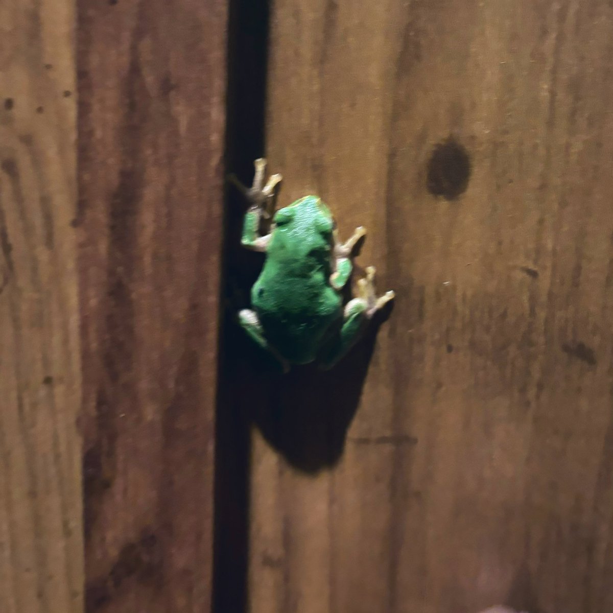 あーっ！
玄関にカエル🐸発見！