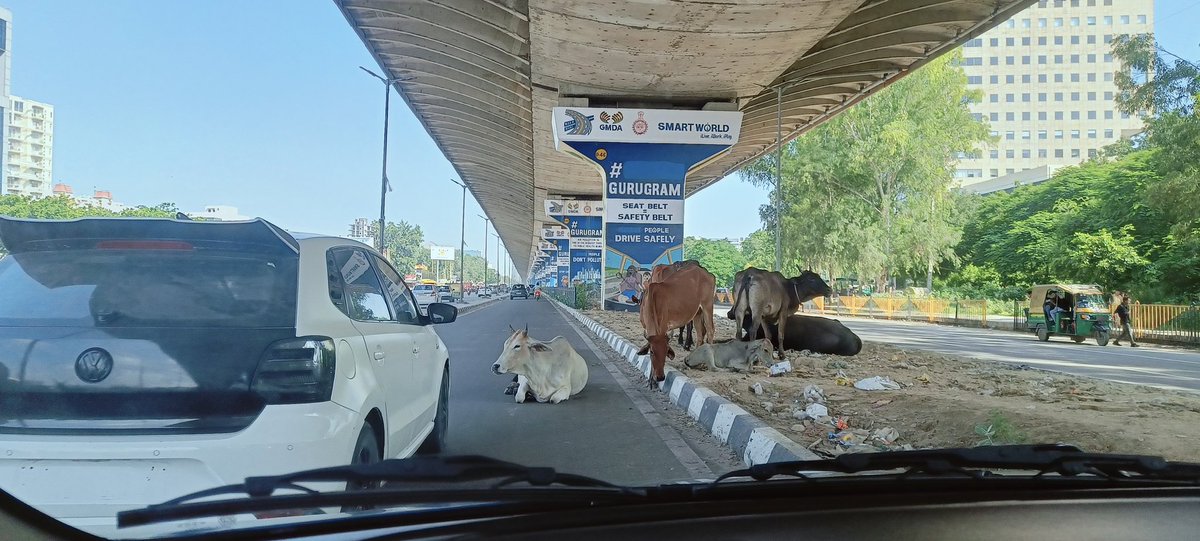 This is a daily sight on Sohna Road, Gurgaon and many spots in Gurgaon. Can cows be tagged the way it's done in Rajasthan? This isn't safe for both cows and people <a href="/cmohry/">CMO Haryana</a> <a href="/DC_Gurugram/">DC Gurugram</a> <a href="/Manekagandhibjp/">Maneka Sanjay Gandhi</a> <a href="/PetaIndia/">PETA India</a> <a href="/TrafficGGM/">Gurugram Traffic Police</a> <a href="/Gurugram1966/">मेरा गुरुग्राम मेरी जिम्मेवारी</a> <a href="/TOIGurgaon/">TOI Gurgaon</a>