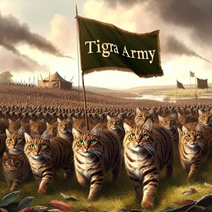 TIGRA CTO tweet media