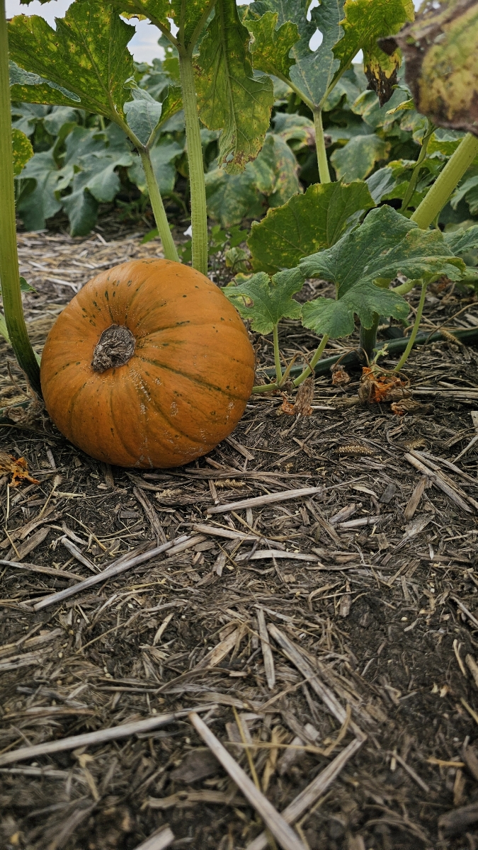 KStateKCARE's tweet photo. It is pumpkin season! (We're just going to keep repeating that until the weather listens.) Support the K-State Soil and Water Conservation Society student organization: they're growing pumpkins at the North Agronomy Farm as a fundraiser.
#bringonfallweather https://t.co/VYYsWZZko2