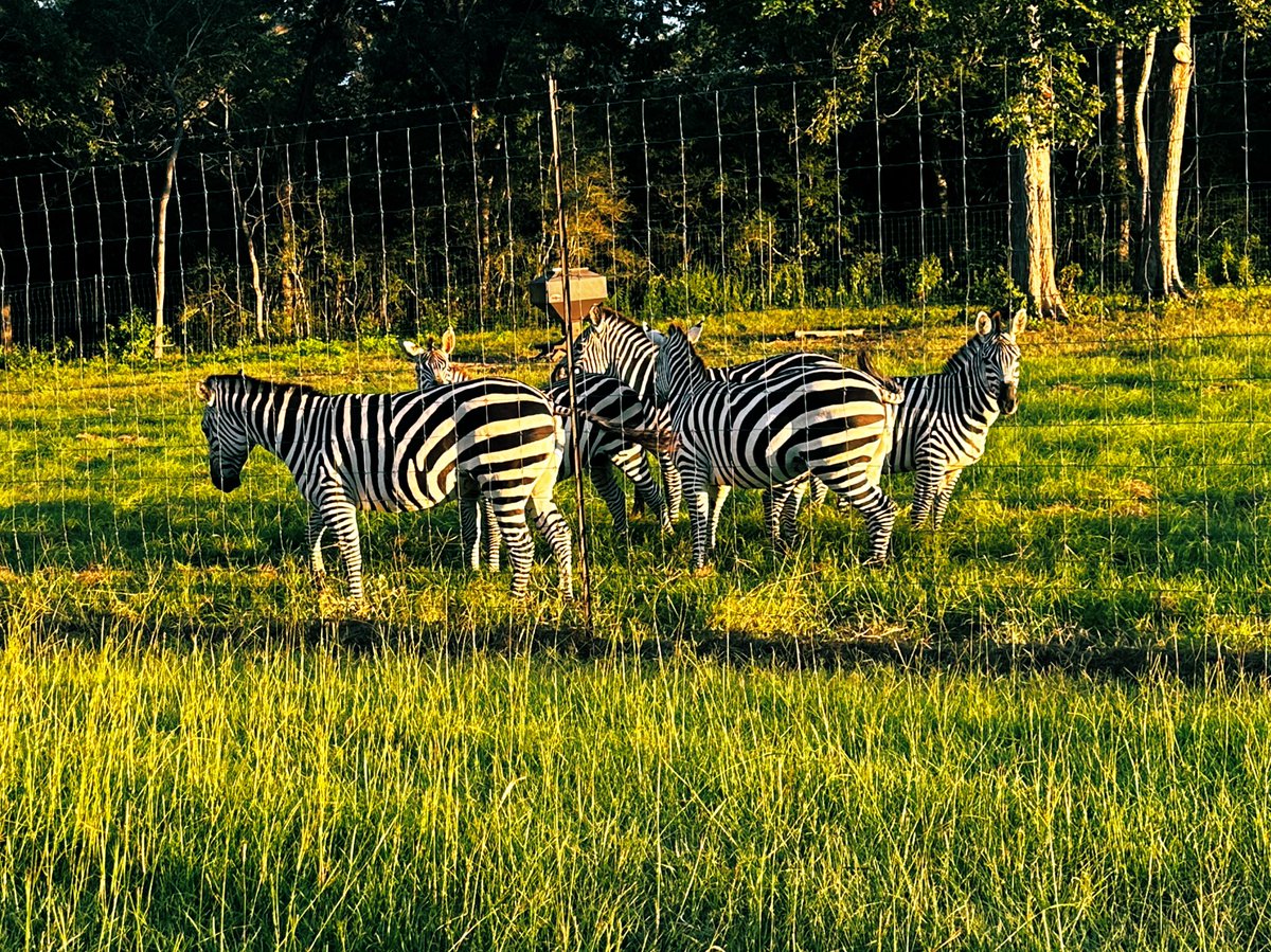 EberlyRanch's tweet photo. Looking for an unforgettable outdoor adventure? Visit #EberlyRanch for hunting, fishing, weddings, and more! 🌲🐟🏹 Explore what we have to offer today at https://t.co/aNJzOjlamS
#OutdoorExperience #TexasRanch #GetOutside” https://t.co/1KnoHl85r1
