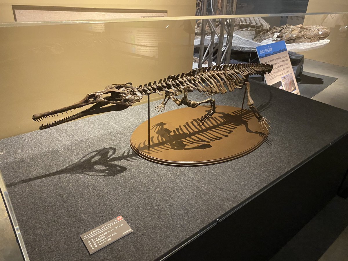 本物　中生代白亜紀　チャンプソサウルスの尾椎骨の化石　モンタナ　ラベルケース付き FossilFriday バッドランド展よりコリストデラ類のチャンプソサウルス