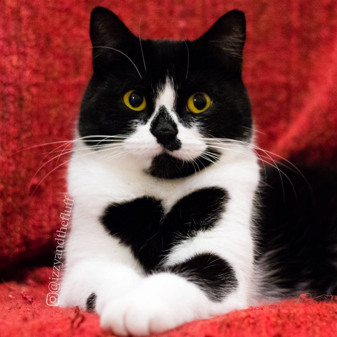 We've had our share of Instafamous, royal catfriends but seeing as this is a new space, it's nice to know we already have some big names taking notice. 👀
It's not everyday that you'll see a cat wearing their $HEART on their sleeve.

Who else do you think needs to see us?