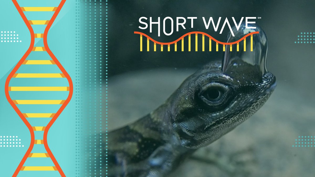 roninkompol3's tweet photo. Meet the scuba diving lizards breathing by bubble https://t.co/aLZMoVQcEL https://t.co/xqGIyiiXFH