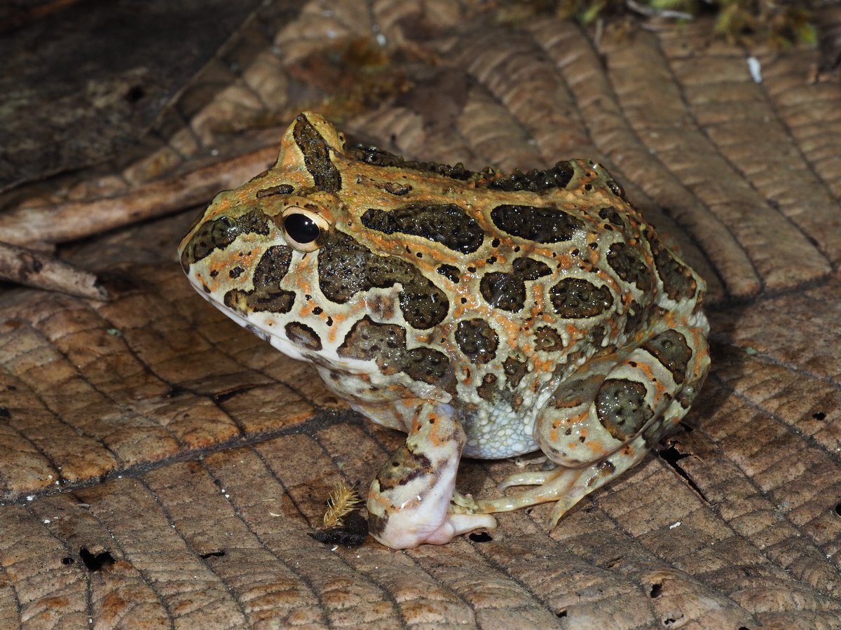 IICG_URJC's tweet photo. 📑🐸Ayer tuvo lugar la defensa de la tesis doctoral, “Las comunidades de anfibios en los bosques Neotropicales estacionalmente secos” de @darmijosojeda , dirigida por Carlos Espinosa y Adrián Escudero, del #IICG.
#URJC #tesis #research https://t.co/myTbIKADkd