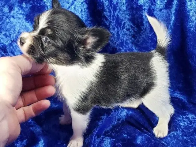 puppiessale's tweet photo. 3 male tri-color Papillon puppies for sale https://t.co/fRr0RY2snc https://t.co/VBwFFRGgO4