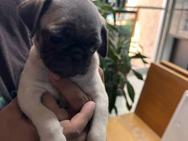 puppiessale's tweet photo. 2 female Pugs available https://t.co/NA6x72Bw9V https://t.co/cgzQYBk873