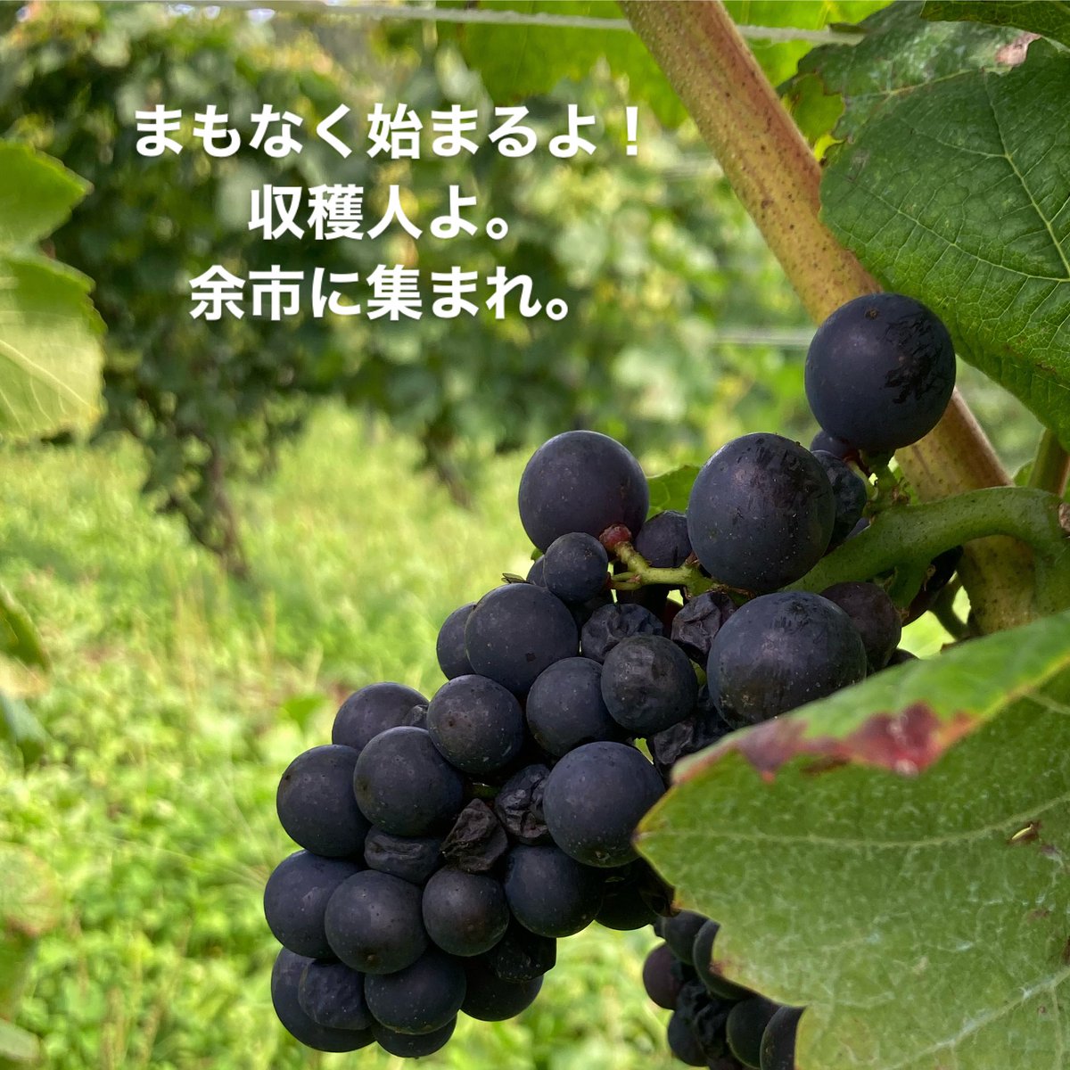 DomaineTakahiko's tweet photo. 収穫ボランティア募集について。

本日、18:00より予約サイトにて募集を開始します。
以下のリンクからページへアクセスして、募集要件のご確認をお願い致します。
https://t.co/lIZjXHAxuo https://t.co/YxnbcvNfYY