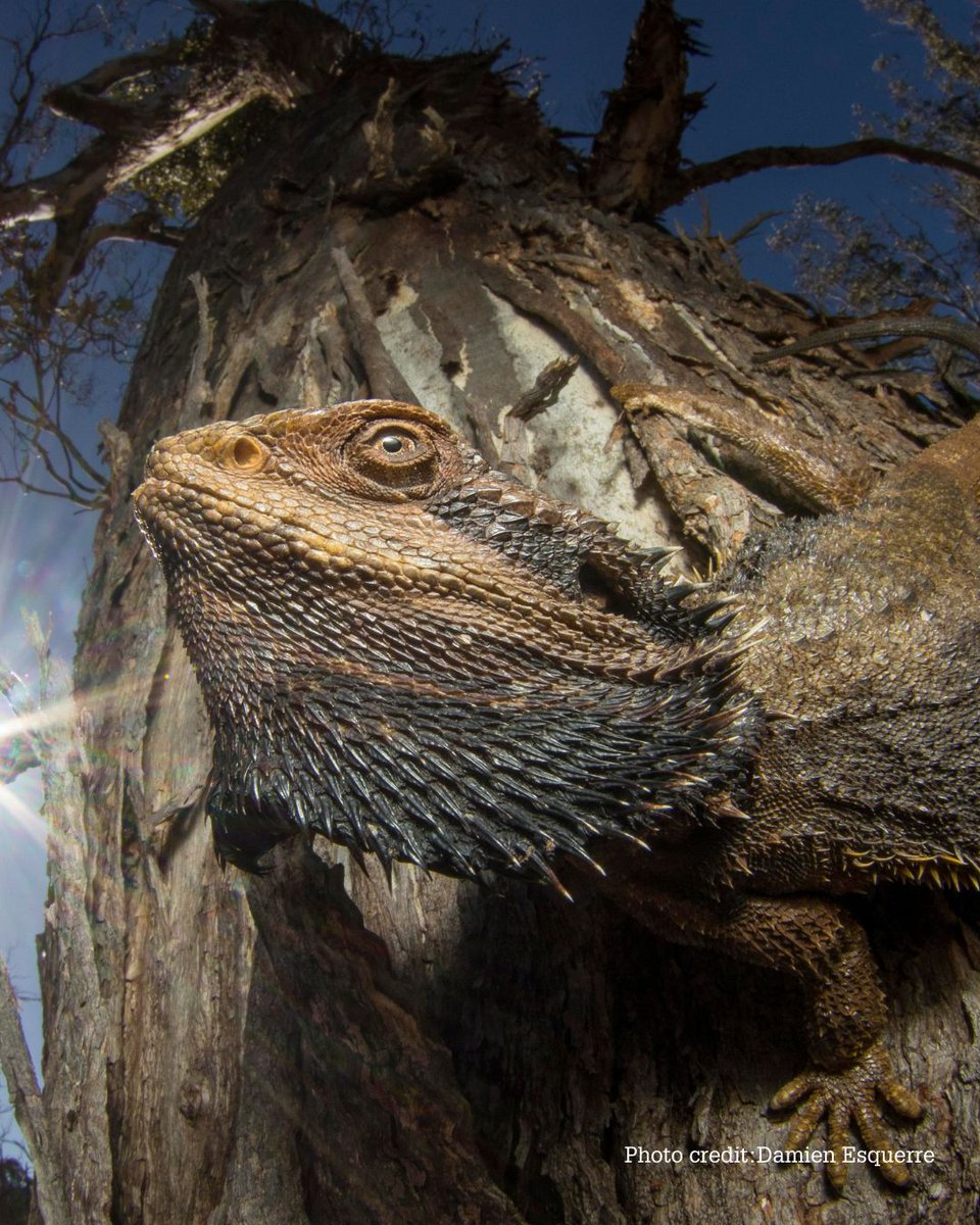 In partnership with <a href="/RippleEnergy/">Ripple</a> and <a href="/Love_plants/">Plantlife</a>, this year’s #CapturingEcology 2024 celebrates the breadth of life on Earth. We’re thrilled to announce that the overall winner is The Dragon and the Sun by <a href="/DamienEsquerre/">Damien Esquerre</a>, showcasing a basking dragon under the hot Canberra sun.