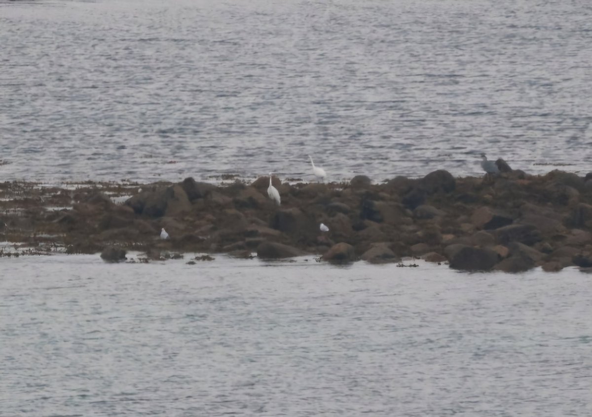 Having just missed adding Great White Egret to my house list last year, I was v pleased to see these two on the edge of the Pilchard Pool in Porth Cressa just now. One more to go for 200 😁