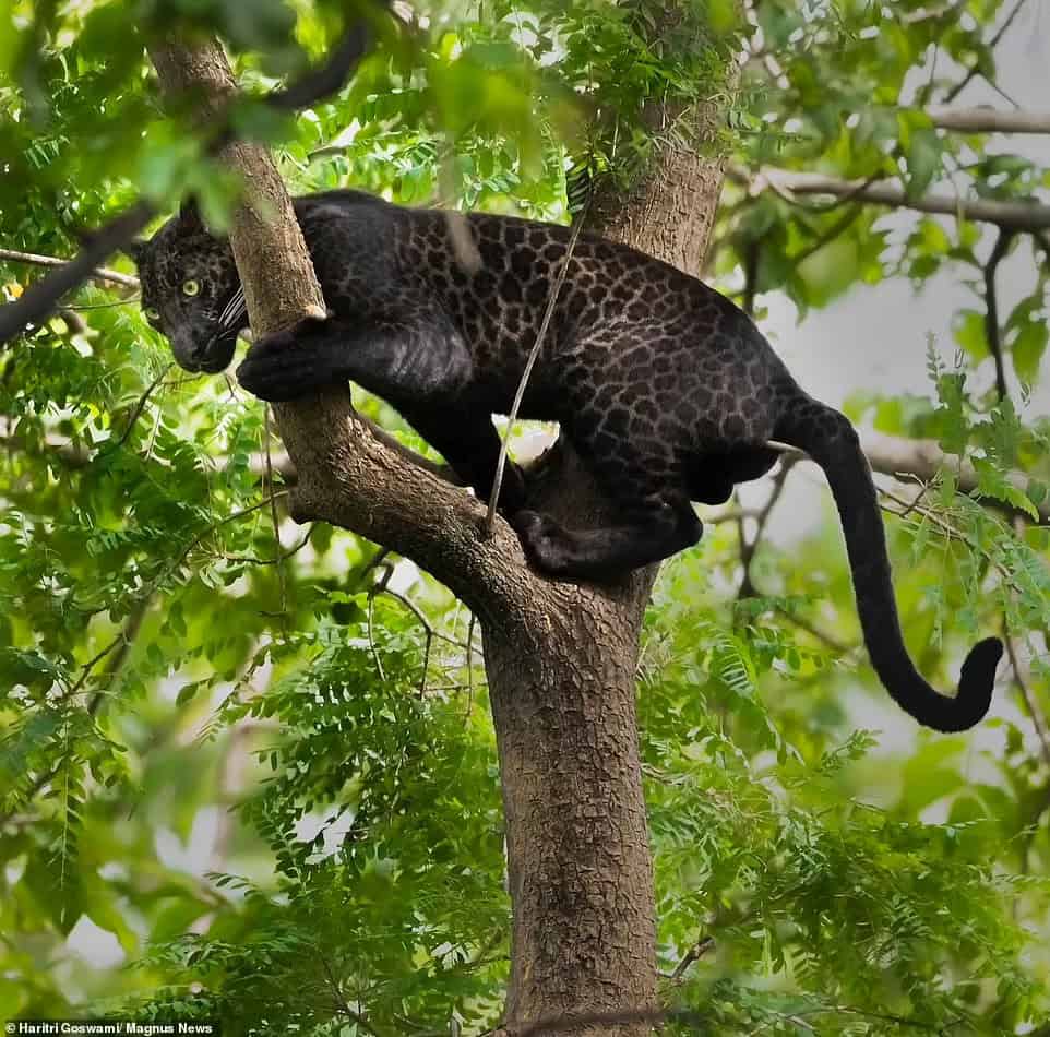 SMNK1972's tweet photo. Stunning black leopard named Bagheera photographed in Peach National Park in southern India. Credit to Haritri Goswami https://t.co/dCf7zDWnxr