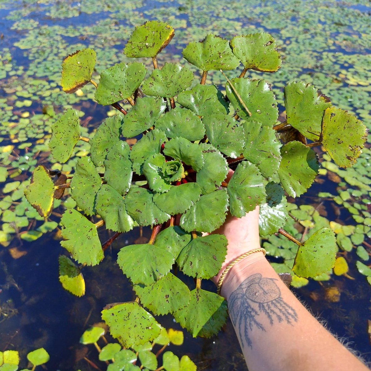 DIVE IN (@divein_msca) on Twitter photo Meet the invaders #2: Trapa natans (water chestnut)
It's a rooted macrophyte with floating leaves. It's an annual species, so every year it can grow several meters tall to bring its rosette leaves to the surface. It is native to Europe and has become invasive in North America. Meet the invaders #2: Trapa natans (water chestnut)
It's a rooted macrophyte with floating leaves. It's an annual species, so every year it can grow several meters tall to bring its rosette leaves to the surface. It is native to Europe and has become invasive in North America.