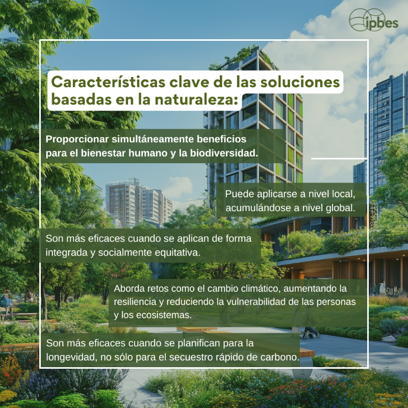 ipbeses's tweet photo. Las soluciones basadas en la naturaleza, con salvaguardias, pueden aportar el 37% de la mitigación del #CambioClimático para 2030, limitando el calentamiento a 2 °C. 🌍🌱

La @IPBES destaca que invertir en #biodiversidad es clave para los ODS.

#NuestroFuturoComún