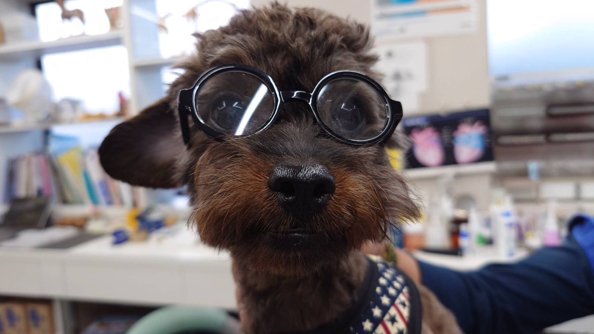 mecchi919's tweet photo. 今　うに🐶を病院でちょっと診てもらいたい事があって行ったら（全然大丈夫だった）
あと患者さんが居なかったからサングラス🕶️を掛けてもらった笑「似合うと思いますよ」😊って言われパシャリ📷
#チワプー
#ミックス犬
#犬 https://t.co/UsUnVv0PUl