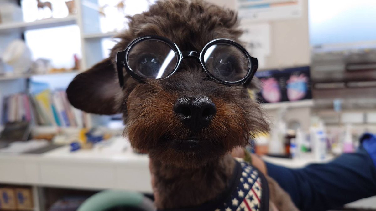 mecchi919's tweet photo. 今　うに🐶を病院でちょっと診てもらいたい事があって行ったら（全然大丈夫だった）
あと患者さんが居なかったからサングラス🕶️を掛けてもらった笑「似合うと思いますよ」😊って言われパシャリ📷
#チワプー
#ミックス犬
#犬 https://t.co/UsUnVv0PUl