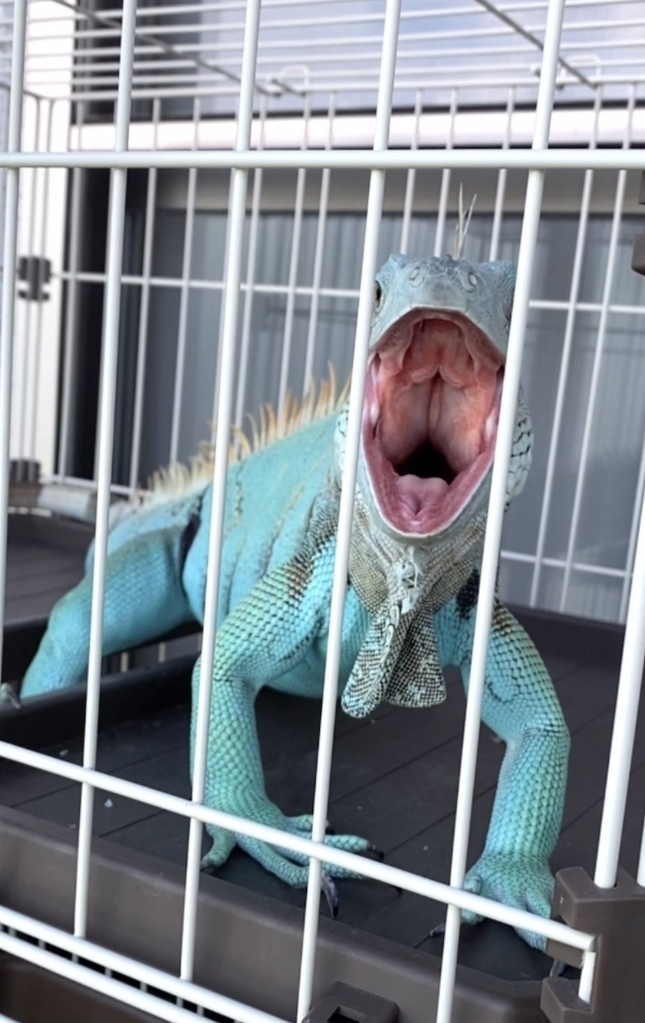 ONE PIECE / Iguana ワンピースアート/イグアナ ONE PIECE / Iguana ワンピースアート/イグアナ