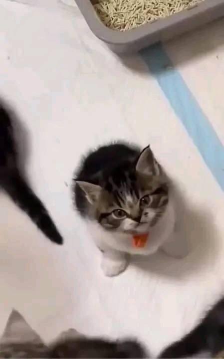 corale 🐱 tweet media