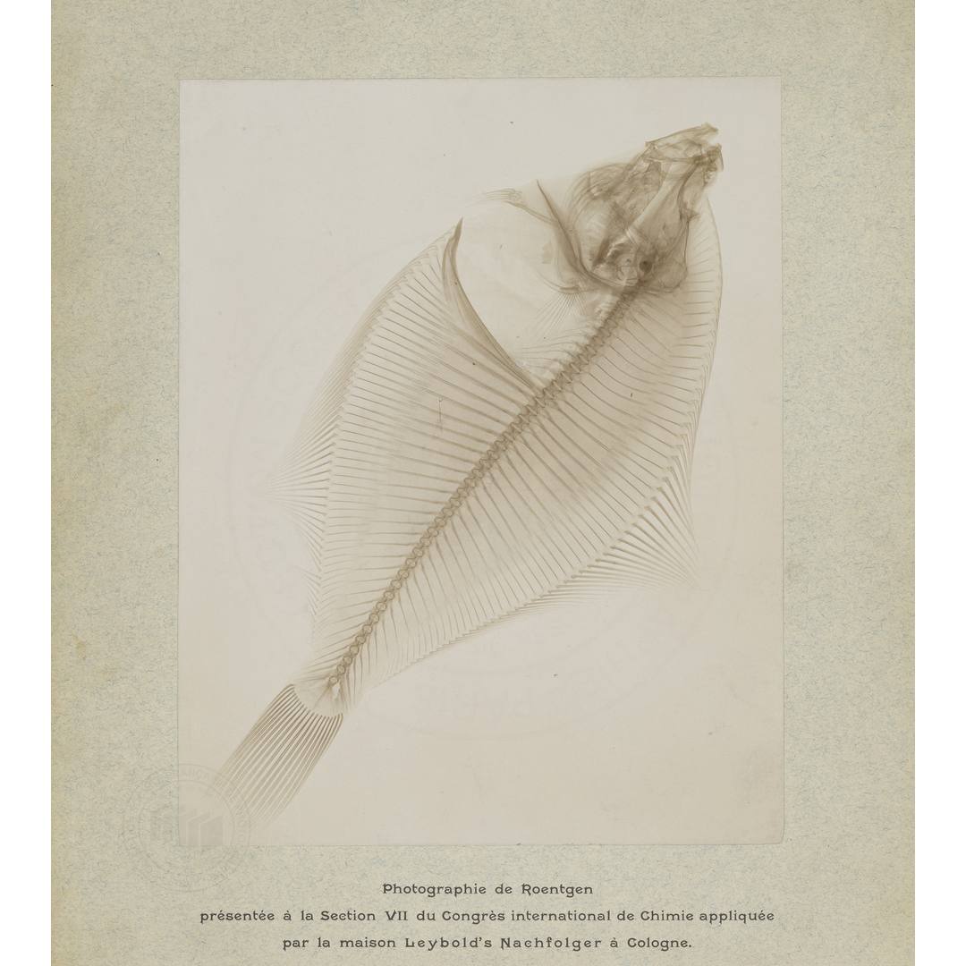 Société française de photographie (SFP) tweet media