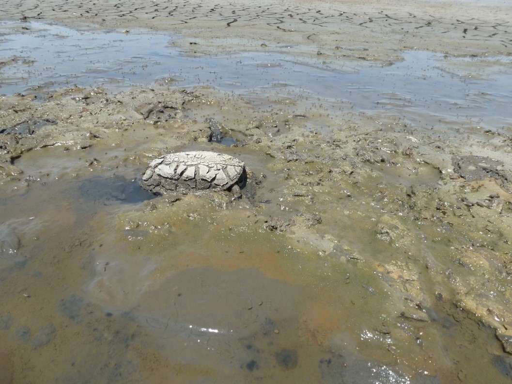 La Asociación <a href="/herpetologica/">AHE</a> ha publicado un manifiesto sobre el preocupante estado de conservación de los anfibios y reptiles de Doñana. 
 
El deterioro y la pérdida de las lagunas está teniendo un gran impacto sobre sus poblaciones.

herpetologica.org/BAHE/35_1/BAHE…