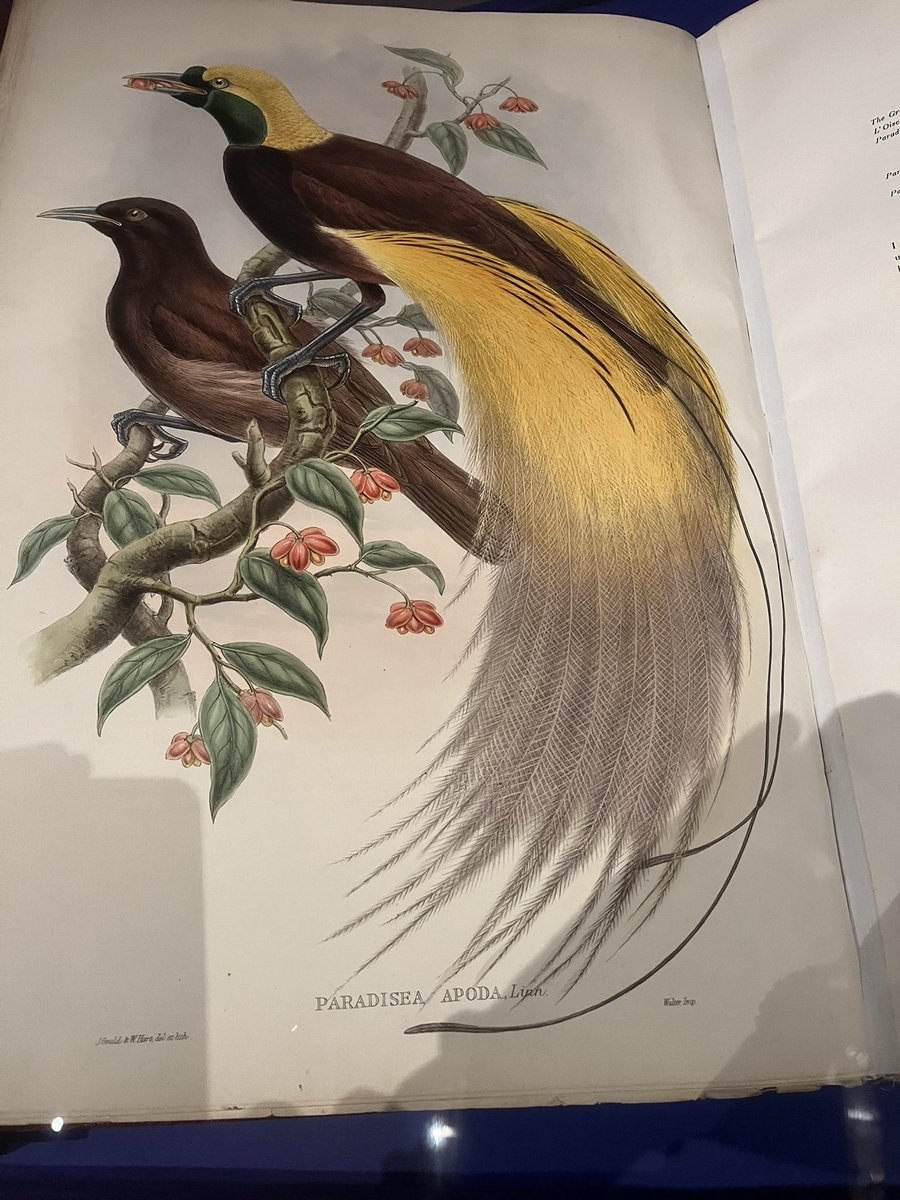 Louise O. Fresco (@louiseofresco) on Twitter photo Prachtige tentoonstelling van prenten &moderne kunst over natuur &soorten onder druk door de eeuwen heen in <a href="/allard_pierson/">Allard Pierson</a>; beautiful exhibition in Amsterdam with art, engravings &drawings about lost or disappearing species: Linnaeus, Diana Scherer, Sybilla Merian &many others Prachtige tentoonstelling van prenten &moderne kunst over natuur &soorten onder druk door de eeuwen heen in <a href="/allard_pierson/">Allard Pierson</a>; beautiful exhibition in Amsterdam with art, engravings &drawings about lost or disappearing species: Linnaeus, Diana Scherer, Sybilla Merian &many others