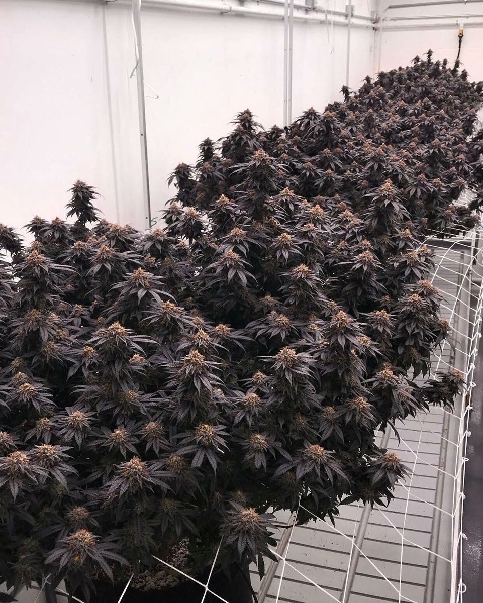 A lot of love put into these ladies! 

🌿 Blackwater OG
📸 meowy_jane 

#Mmemberville #marijuana #weedlovers #thc