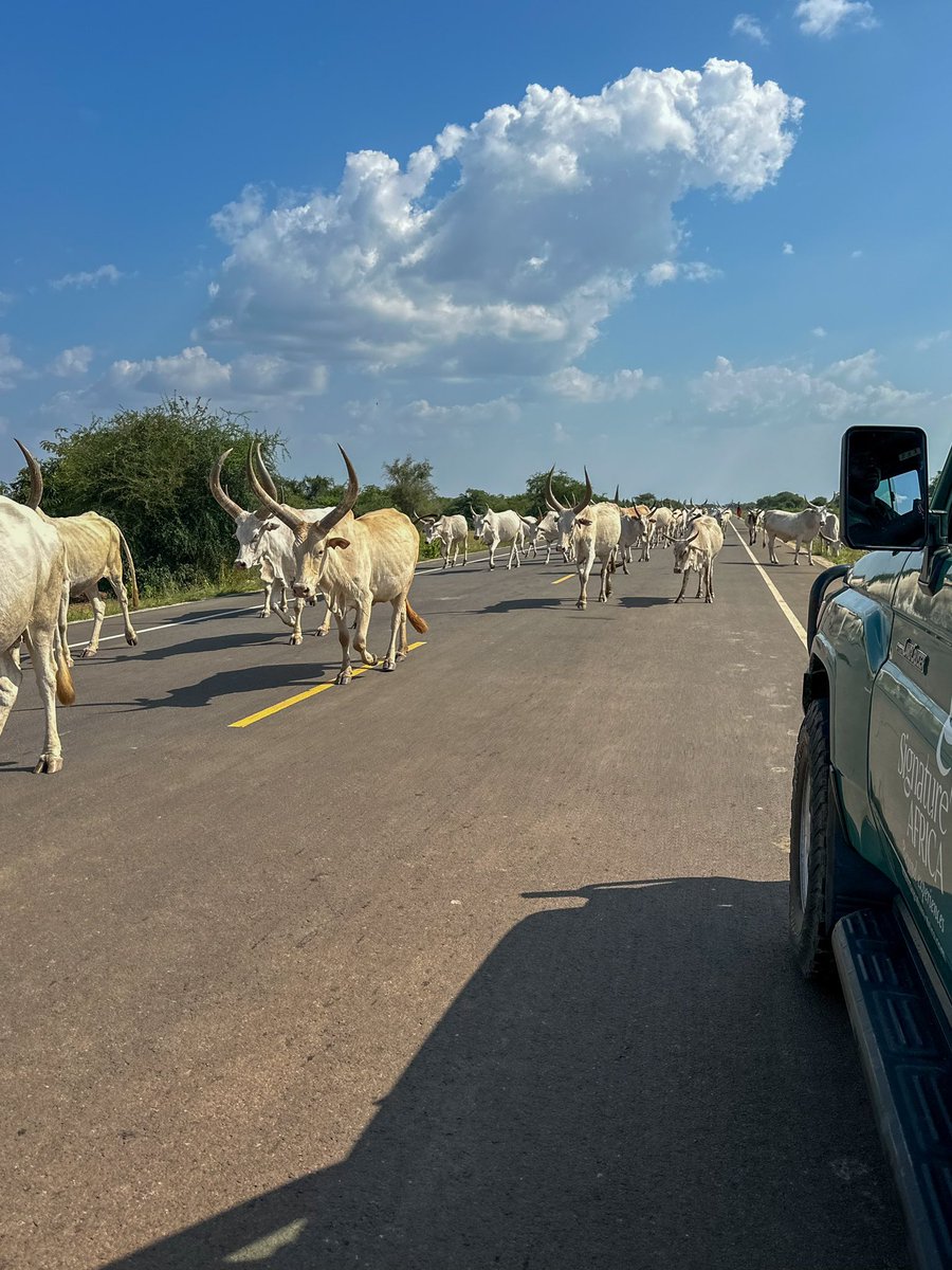 AfricaSafariss's tweet image. This is the kind of traffic you meet on a Signature Safari 😀. Our 2025 Tanzania Safari calendar is open featuring off beaten track adventures. Connect with us at info@signature-africa.com for more 

#tanzania #offbeatenpath #signauturetravel #journeysbeyond