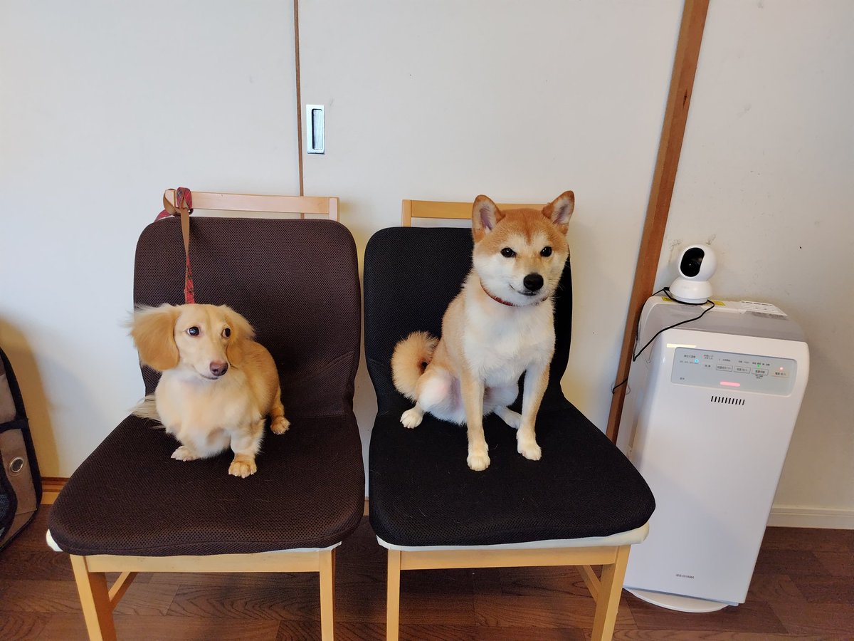 かぐらをお迎えして1年。
トレーナーさんが「和犬と洋犬は人種が違うような感じ」と言っていたの納得。
うちの場合だけど
和犬　飼い主に忠実保守的　警戒心強め
洋犬　誰にでもフレンドリー陽気で大胆
それぞれかわいさある🐾
#柴犬
#ミニチュアダックス