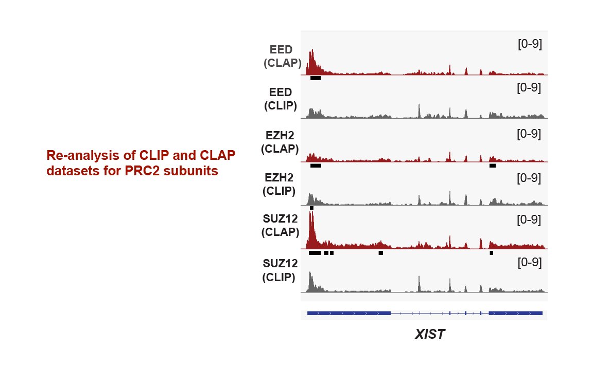 Jeannie Lee (@xistharvard) on Twitter photo Re-analysis of CLAP data affirms PRC2 as an RNA binding protein and XIST RNA as a target.
We (YongWoo Lee, Roy Blum, Michael Rosenberg) examined the datasets of Guo et al. (PMID 38387462 - which reported that PRC2 is not an RBP) ...
biorxiv.org/content/10.110… Re-analysis of CLAP data affirms PRC2 as an RNA binding protein and XIST RNA as a target.
We (YongWoo Lee, Roy Blum, Michael Rosenberg) examined the datasets of Guo et al. (PMID 38387462 - which reported that PRC2 is not an RBP) ...
biorxiv.org/content/10.110…
