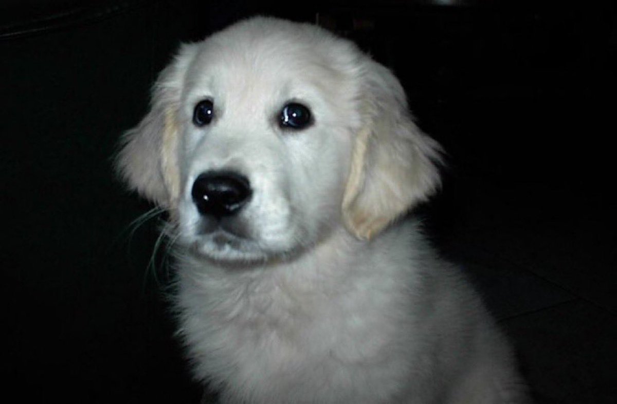 XX_ANGELMUTT_XX's tweet photo. Me staring at the girl I wanna give that under the blanket sticky pawjob with dewclaw + sloppy mawjob bark tuah after she asks if it's okay to rant about something (I'm trying to not howl and whine from being in heat) https://t.co/iqIkvGyYBg