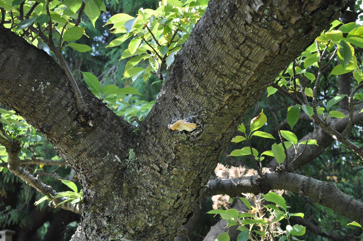 Cam Botanic Garden (@cubotanicgarden) on Twitter photo Putting the fun into fungus! Join us at our first ever Fungi Field Day!🍄
Saturday 28 September, 10am – 4pm
Come along to explore the world of fungi with talks, guided walks, art & more.
🔗 botanic.cam.ac.uk/whats-on/fungi…
<a href="/CropSciCentre/">Crop Science Centre</a> @plantsci <a href="/APHAgovuk/">APHA</a> <a href="/l_luginbuehl/">Leonie Luginbuehl</a> <a href="/CambridgeCandI/">Cambridge Curiosity and Imagination</a> Putting the fun into fungus! Join us at our first ever Fungi Field Day!🍄
Saturday 28 September, 10am – 4pm
Come along to explore the world of fungi with talks, guided walks, art & more.
🔗 botanic.cam.ac.uk/whats-on/fungi…
<a href="/CropSciCentre/">Crop Science Centre</a> @plantsci <a href="/APHAgovuk/">APHA</a> <a href="/l_luginbuehl/">Leonie Luginbuehl</a> <a href="/CambridgeCandI/">Cambridge Curiosity and Imagination</a>