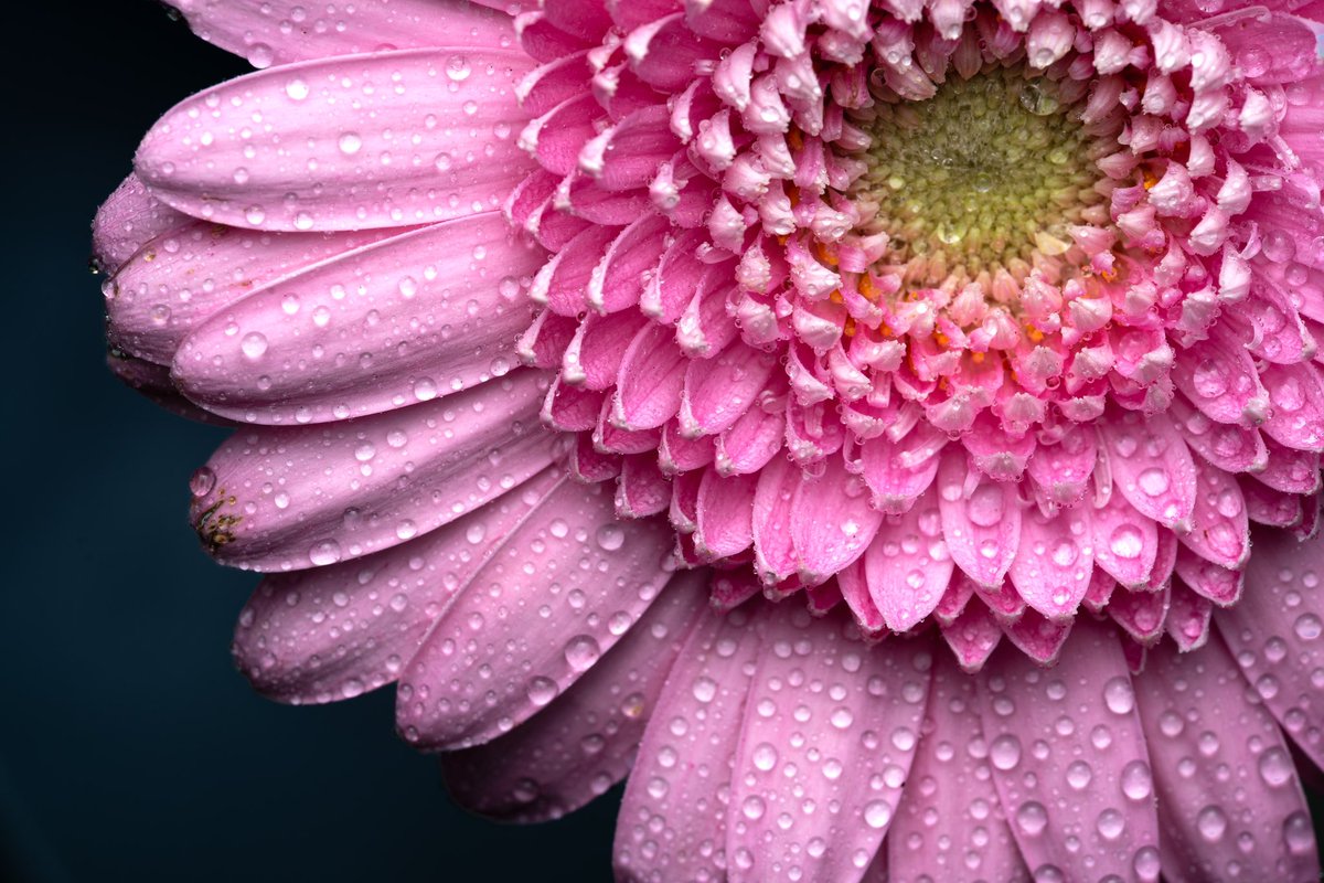 Cederfjärd tweet media