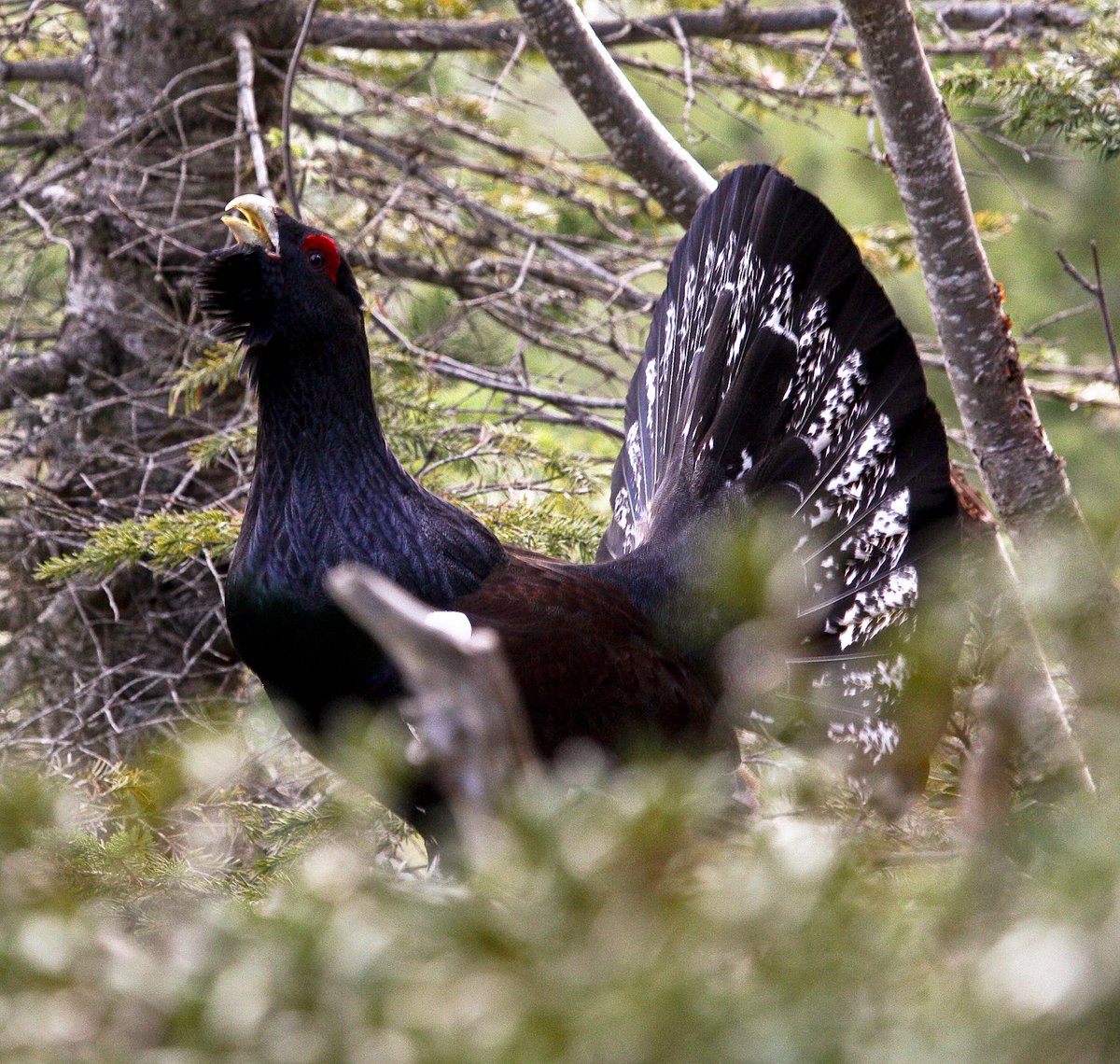 UIMP Pirineos (@uimp_pirineos) on Twitter photo AVIFAUNA PIRENAICA. Ecología y conservación de avifauna pirenaica. 27 y 28 de septiembre de 2024. Instituto Pirenaico de Ecología (CSIC). Jaca
Otro curso Uimp Pirineos. Más información en: uimp.es/agenda-link.ht…
<a href="/iea_huesca/">IEA</a> <a href="/dph/">Alfanhuí - dph-atm.bsky.social</a> <a href="/EPSunizar/">Escuela Politécnica Superior</a> <a href="/unizar/">Universidad Zaragoza</a>
Foto: Toni Batet AVIFAUNA PIRENAICA. Ecología y conservación de avifauna pirenaica. 27 y 28 de septiembre de 2024. Instituto Pirenaico de Ecología (CSIC). Jaca
Otro curso Uimp Pirineos. Más información en: uimp.es/agenda-link.ht…
<a href="/iea_huesca/">IEA</a> <a href="/dph/">Alfanhuí - dph-atm.bsky.social</a> <a href="/EPSunizar/">Escuela Politécnica Superior</a> <a href="/unizar/">Universidad Zaragoza</a>
Foto: Toni Batet
