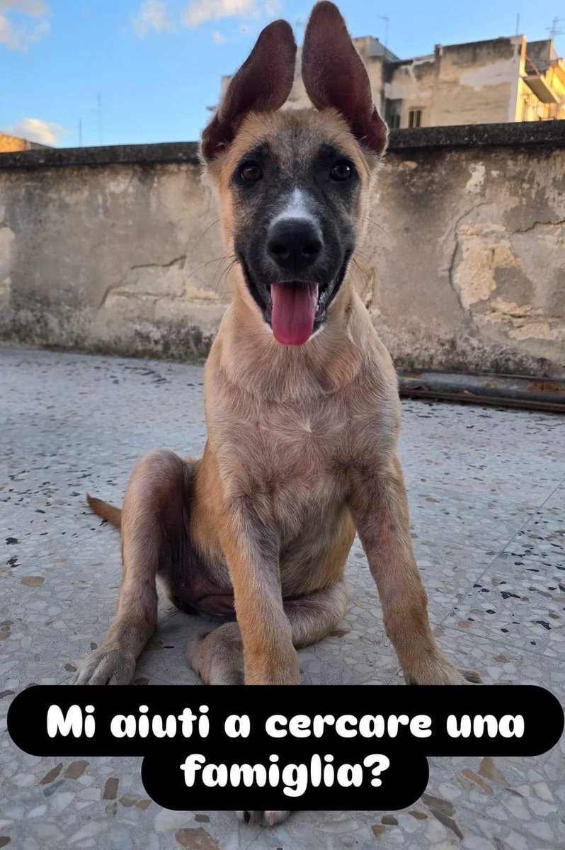 MAIONESE STA MORENDO DI CREPACUORE

Una cucciola di soli 3 mesi sta crescendo in un misero stallo di fortuna, dove terminerà a breve e per lei si apriranno le porte del canilie e, speriamo non ci resti per sempre😭

La tristezza stampata nei suoi occhi ci ammazza!!

Se ci penso