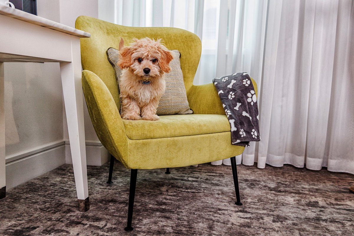 You love your pet pooch and so do we.

Take the stress out of travelling and bring your fur baby too.

brnw.ch/21wMUQ2

#MorganMemories