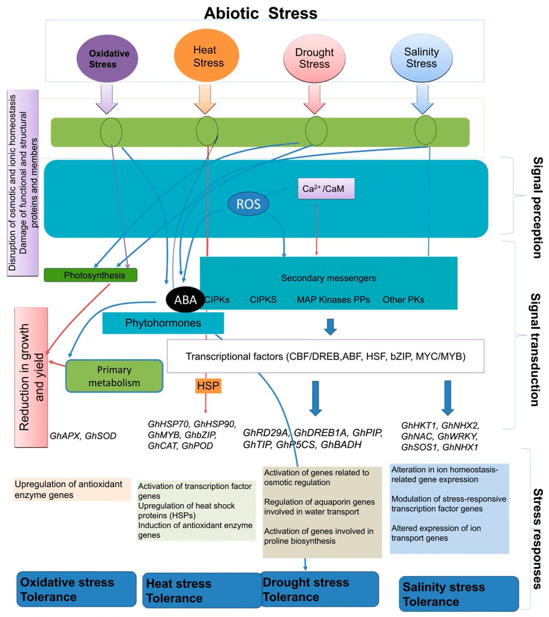 I am glad to share the paper "Abiotic Stress in Cotton: Insights into Plant Responses and Biotechnological Solutions" published in the Agriculture Journal. 

<a href="/rahultnau/">Rahul M Shelake</a> <a href="/akshaypatil927/">Akshay Patil.... 🙂</a> <a href="/ShindeHarshraj/">Harshraj Shinde</a>
#czechglobe #Cotton #abioticstress

mdpi.com/2077-0472/14/9…