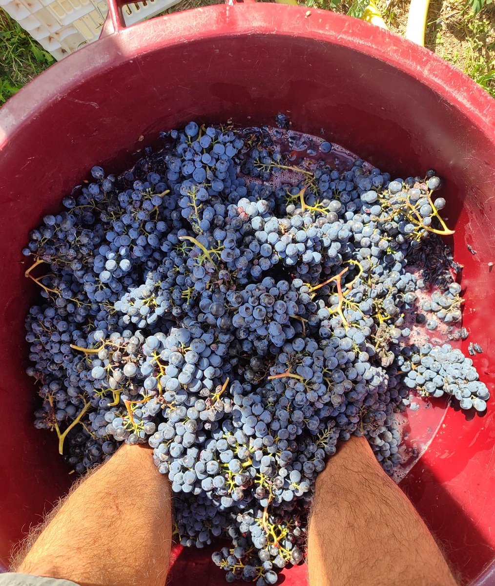 olivera_coop's tweet photo. Aromes de verema a #CanCalopa!

Aquesta setmana l’equip de camp ha començat la #verema, a la cara nord de la Serra de #Collserola, amb la recollida de la varietat #Sangiovese, que donarà vida al Negre Natural del celler.

Continuem fent camí! https://t.co/ZCKLg18taD