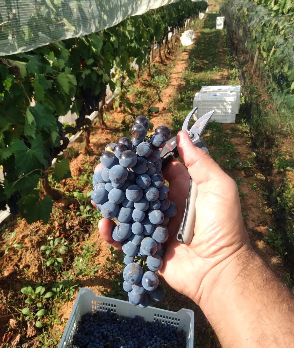 olivera_coop's tweet photo. Aromes de verema a #CanCalopa!

Aquesta setmana l’equip de camp ha començat la #verema, a la cara nord de la Serra de #Collserola, amb la recollida de la varietat #Sangiovese, que donarà vida al Negre Natural del celler.

Continuem fent camí! https://t.co/ZCKLg18taD