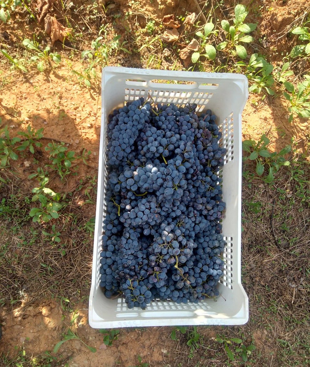 olivera_coop's tweet photo. Aromes de verema a #CanCalopa!

Aquesta setmana l’equip de camp ha començat la #verema, a la cara nord de la Serra de #Collserola, amb la recollida de la varietat #Sangiovese, que donarà vida al Negre Natural del celler.

Continuem fent camí! https://t.co/ZCKLg18taD