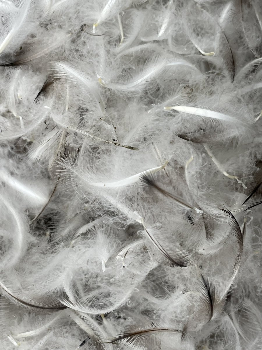 It’s Friday folks. 🙌 

Here is a sunrise pic taken with some of my favourite feathered floofy friends… and some of their feathers, and no, I didn’t pluck one! 🙄