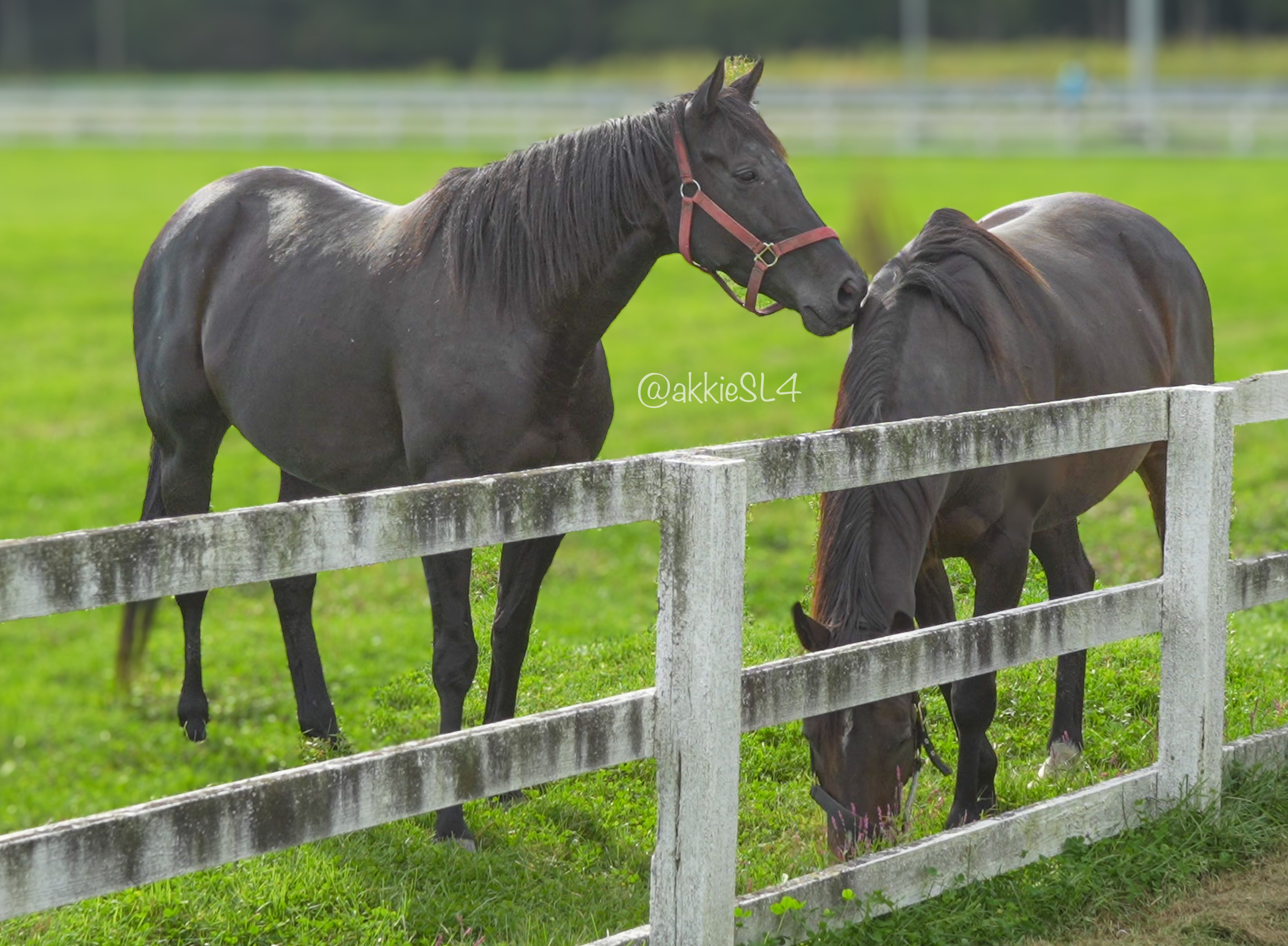 Action beam‼️⭐︎デカい‼️ハンティングトロフィー⭐︎大物だけを厳選 tauyo (@tauyo13) / X