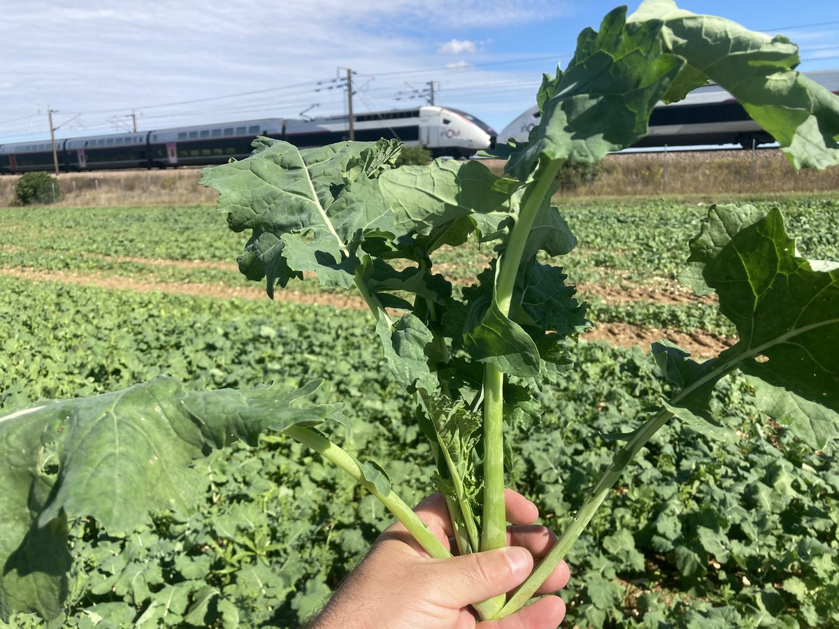 BONNIN1402's tweet photo. J’ai failli perdre ma #CuvetteJaune @OlivierCOSTE2!
Les plantes compagnes se cachent dans ce #ColzaAssocié
Maigre piégeage 🪰 : les altises sont parties à Bruxelles 🍟 avec cette jolie UM 4404 + 4511?
Sympa le Lyonnais au 6614
#pk151 https://t.co/zycPAYziuk