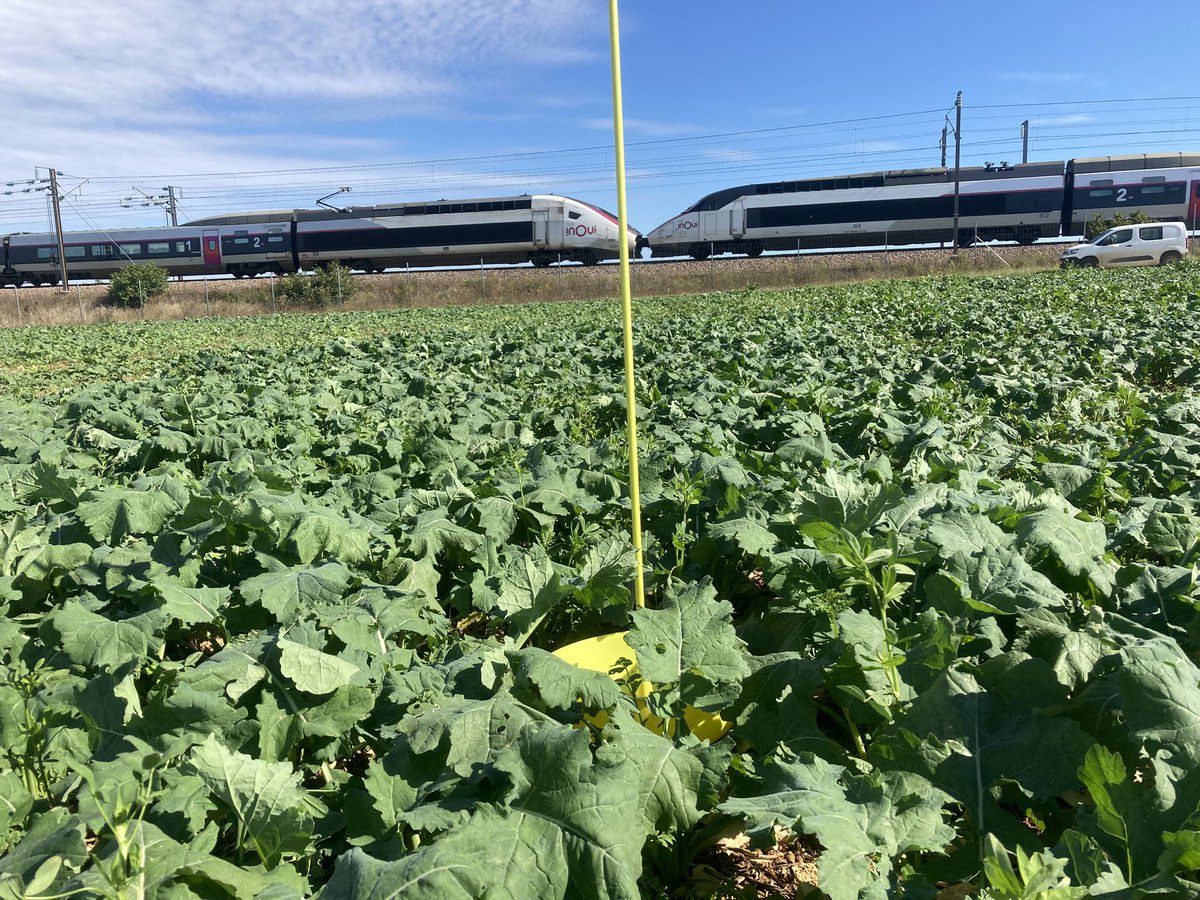 BONNIN1402's tweet photo. J’ai failli perdre ma #CuvetteJaune @OlivierCOSTE2!
Les plantes compagnes se cachent dans ce #ColzaAssocié
Maigre piégeage 🪰 : les altises sont parties à Bruxelles 🍟 avec cette jolie UM 4404 + 4511?
Sympa le Lyonnais au 6614
#pk151 https://t.co/zycPAYziuk