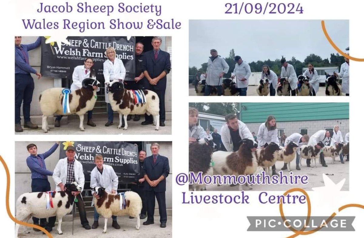 FarmWelsh's tweet image. Welsh Farm Supplies are proud to sponsor the Jacob Sheep Society Wales Show and Sale again this year.
#WelshFarmSupplies #SheepAndCattleDrench #thedaffodilisrising #littleandoften #smallbusinessesstickingtogether #notjustforwales #WorksEverywhere #wholelambcolostrum #lambdefender