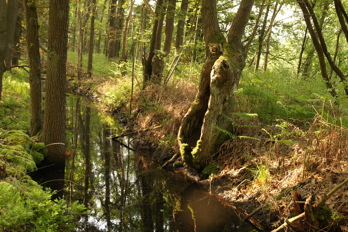 Wil je meters maken voor meer wilde natuur in Nederland, dan is dit dé baan waarin je een groot verschil kunt maken! Je kunt nog solliciteren tot 30 september!
arkrewilding.nl/nieuws/2024/va…