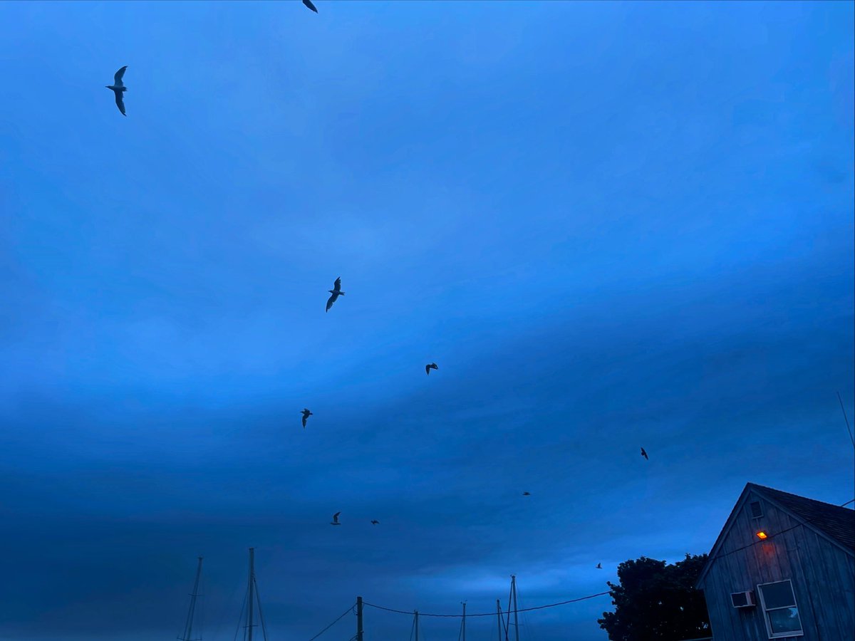 NightRoamers's tweet photo. Birds in the night
#birds #birdsinthenight #night #nightowl #nightphotography #nightroamers #nights #nightscape #nighttime #nighttimephotography  #nighttimevibes #nightvibes #nocturnal #nocturnalatmosphere #nocturnality #nocturnalsocialmedia #nocturnalvibes #nocturnaltransmission https://t.co/Uyjh5ojGg0
