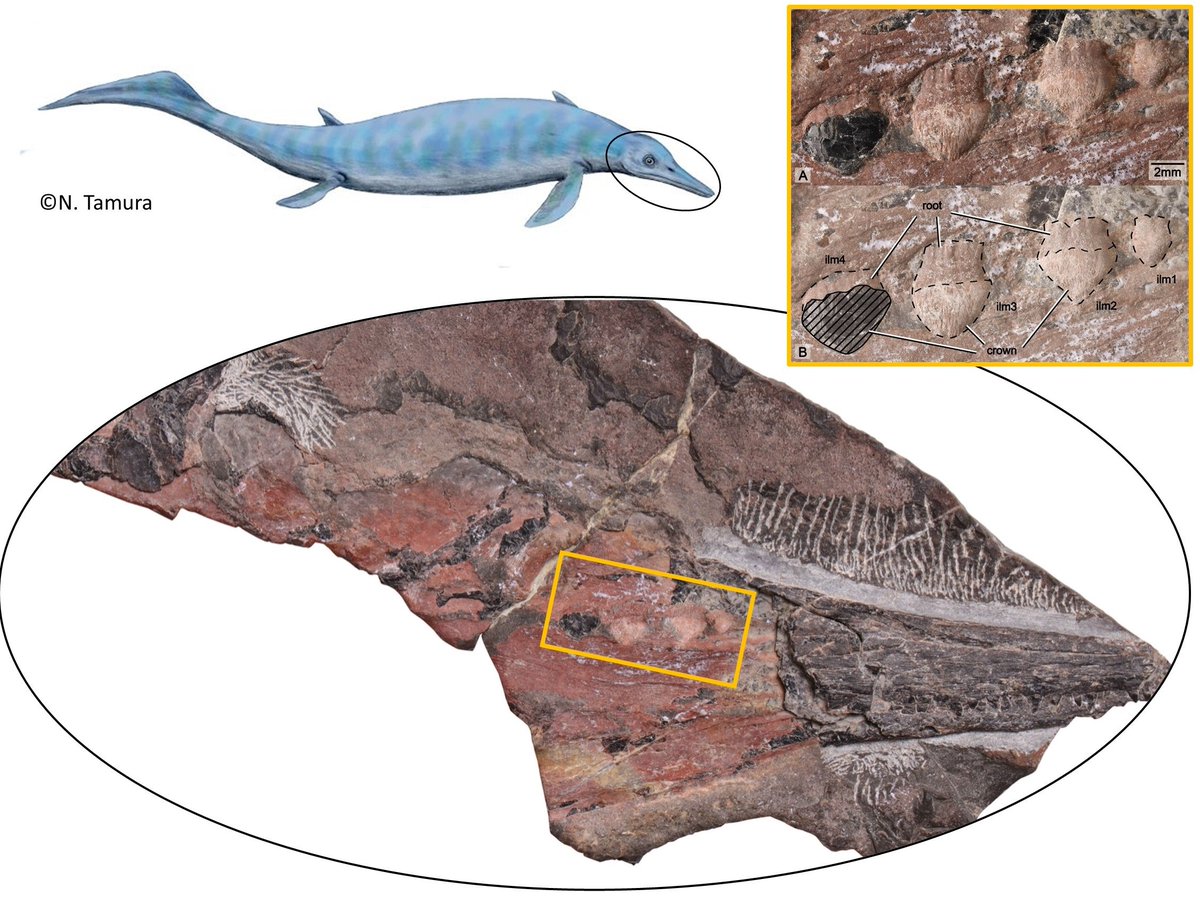 New paper (3rd over 9 days 😅) out now in SwissJPalaeo: tinyurl.com/2yxncs45! New information on the dentition of #Chaohusaurus zhangjiawanensis, an early #ichthyosaur from the Early #Triassic of Hubei Province, #China, w/Li-ang Gu and Jun Liu from HFUT 🦎🦷🇨🇳  #fossilfriday