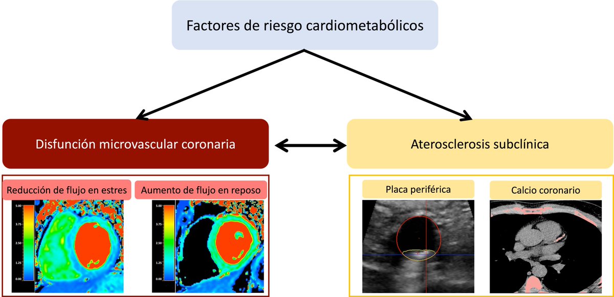 🫀 Un estudio del <a href="/CNIC_CARDIO/">CNIC</a> publicado en #JACCImaging <a href="/JACCJournals/">JACC Journals</a> muestra cómo el síndrome metabólico, la resistencia a la #insulina y la #diabetes se asocian con una función microvascular coronaria alterada en personas asintomáticas de mediana edad. Evaluar la regulación