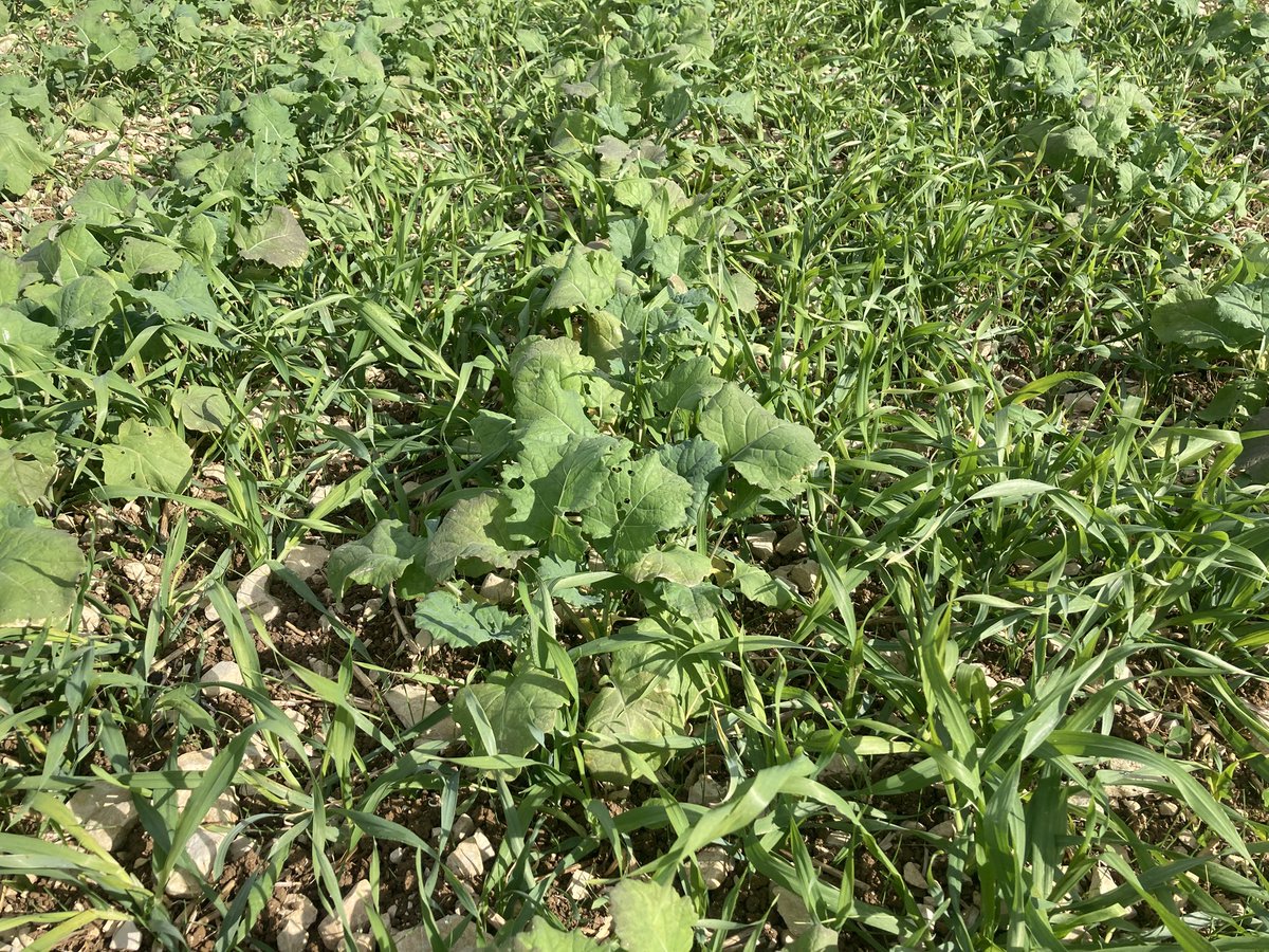 Emmanuel BONNIN tweet media