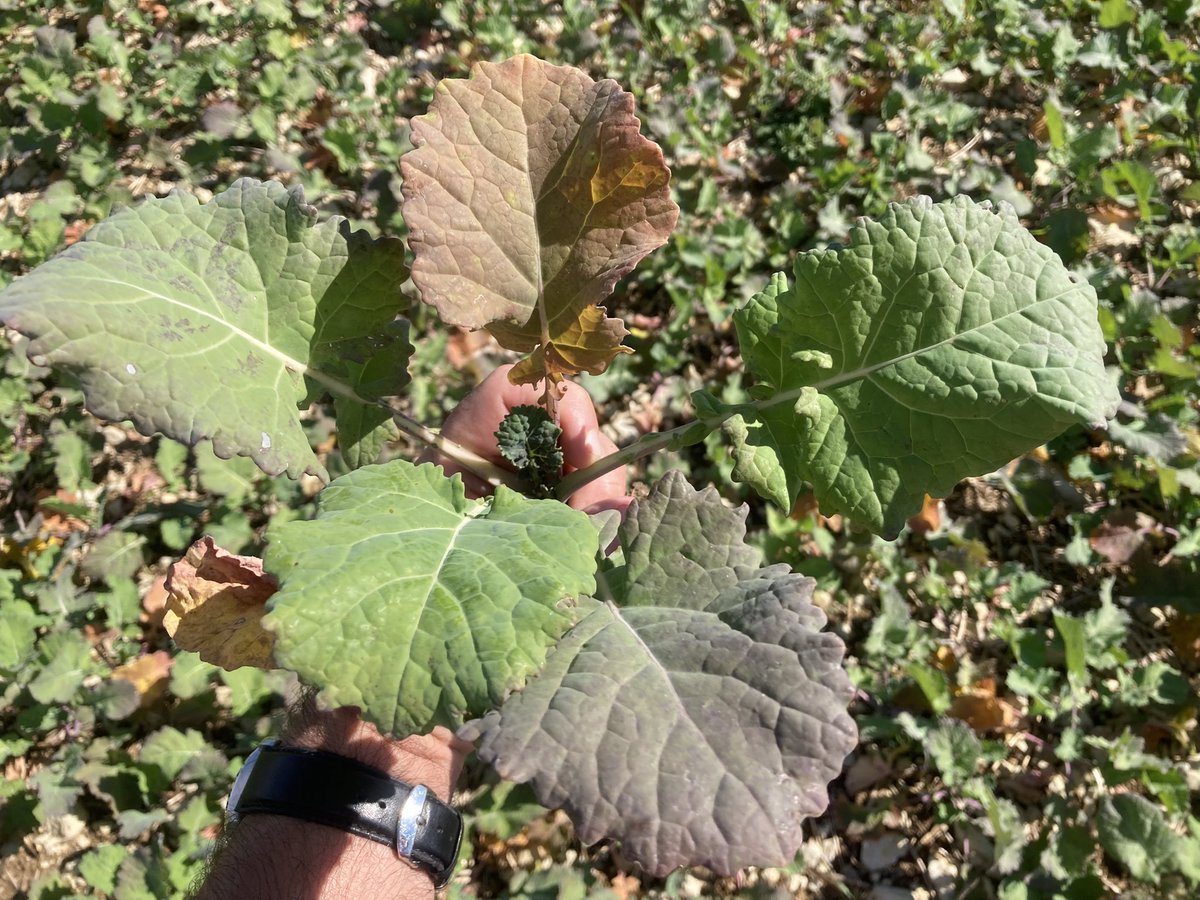 Emmanuel BONNIN tweet media